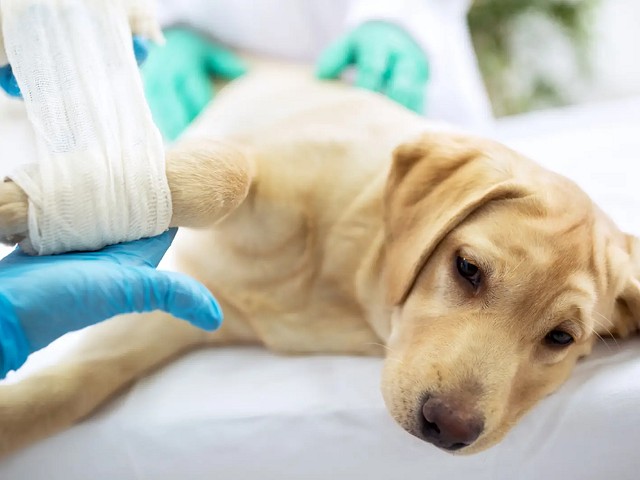 Foto Seguro de animales